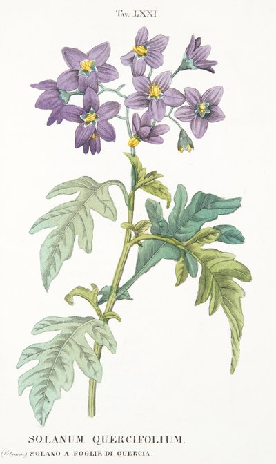 Solanum Quercifolium, Tafel LXXI, aus LAntotrofia Ossia La Coltivazione DeFiori von Antonio Piccioli, 1834 von Italian School